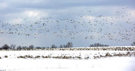 Large flock of migrating snow geeseの写真素材