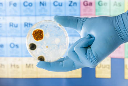 Mold growing in a Petri dish being held with gloveの写真素材