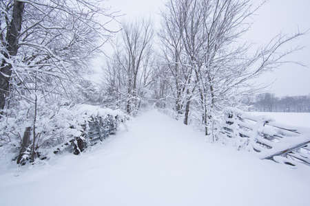 Trees with snow in winter parkの写真素材