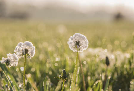 A dandelion seed head with a coating of dew in the morning の写真素材