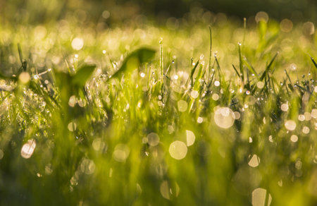 Dew on green grass under the morning sunlight
