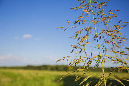 native grasses and weeds as background Missouri fieldの写真素材
