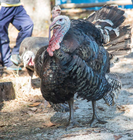 Tom wild turkey in yardの写真素材