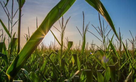 Corn field at sunriseの写真素材