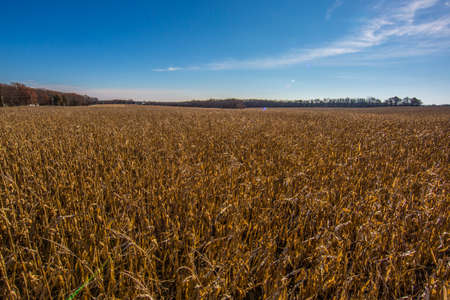 Corn field at sunriseの写真素材