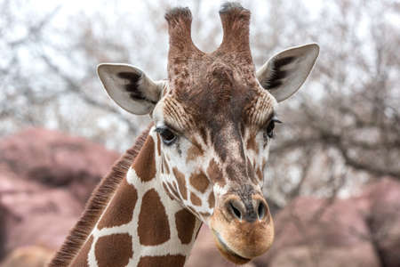 Close up shot of giraffe headの写真素材
