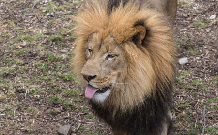 A lion is sticking its tongue out close upの写真素材