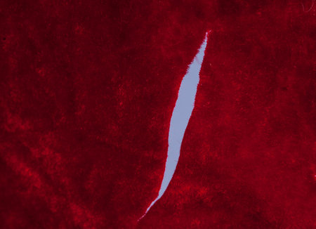 Torn,ripped red velvet backgroundの写真素材