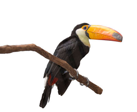 Toucan (Ramphastos toco) sitting on tree branch looking at you isolated on white backgroundの写真素材