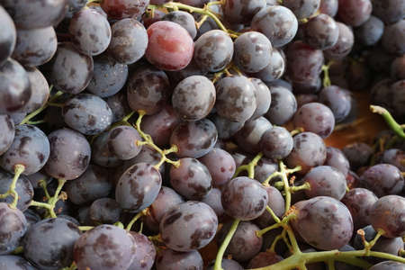 Tasty Fresh Grape in Market,Moroccan Traditional Dessert, Seasonal Fruit,Grape Vine