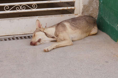 A brown homeless dog sleeps on groundの写真素材