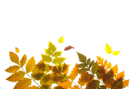 autumn leaves backlitted  diagonalの写真素材