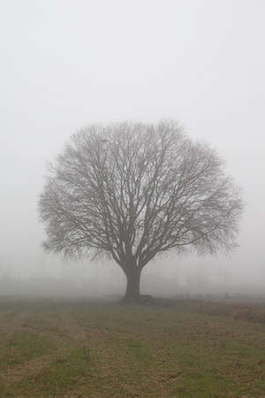a tree in the fog, vertical composition
