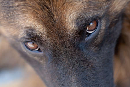 macro close up of a german shepherd watching in the camera, swallow depth of fieldの写真素材