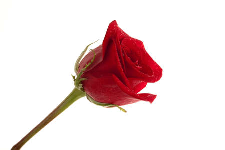 a perfect red rose  with rain drops isolated over whiteの写真素材