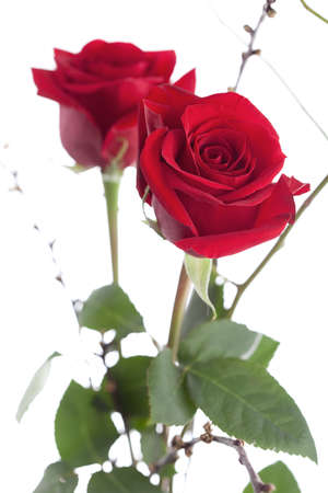 beautiful red roses isolated over white, shallow depht oh fieldの写真素材