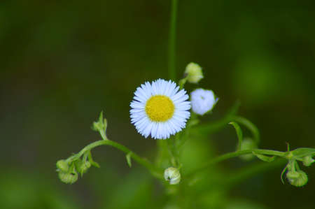 gentle white chamomile in a flower bed