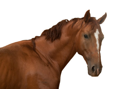 Horse in front of a white backgroundの写真素材