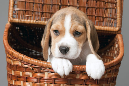 Beagle puppy in basket on gray backgroundの写真素材
