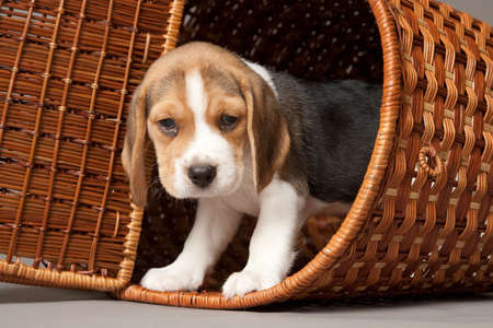 Beagle puppy in basket on gray backgroundの写真素材