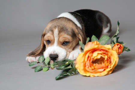 Beagle puppy and rose on gray backgroundの写真素材