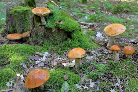 Orange cap boletus mushrooms growing in the green forestの写真素材