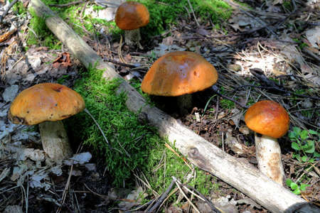 Orange cap boletus mushrooms growing in the green forestの写真素材
