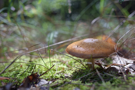 Orange cap boletus mushroom growing in the green forest