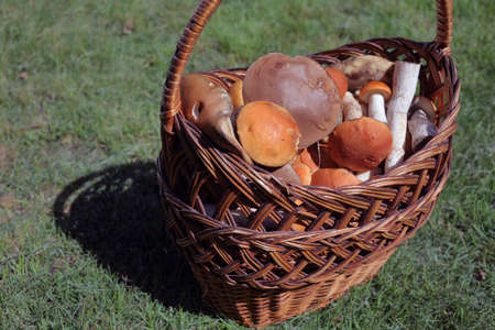 Basket with orange cap boletus mushroomsの写真素材