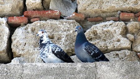 Pigeonsの写真素材