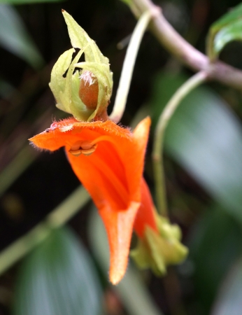 Columnea glabraの写真素材