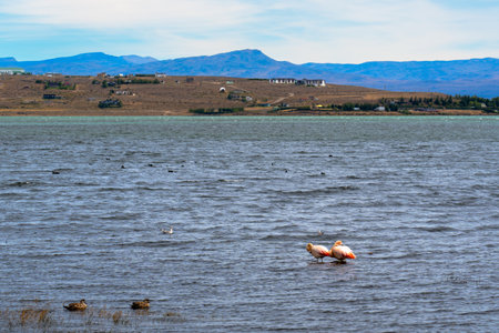 Two beautiful Flamingos walking in a pond with Background of Patagoniaの写真素材