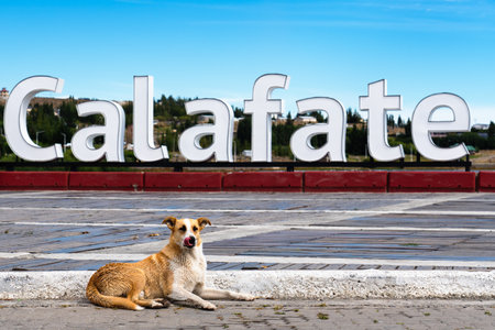 A Resting Wild Dog after Hunting Ducks in the Pond with Calafate City Signの写真素材