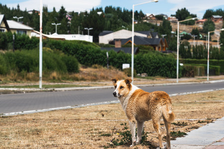 A Resting Wild Dog after Hunting Ducks in Pond with El Calafate City Backgroundの写真素材