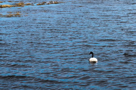 Black - necked Swan Adult swimming on pond with reeds in backgroundの写真素材