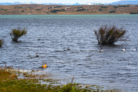 Hunting dog chasing wild ducks swimming in water with Background of Patagoniaの写真素材