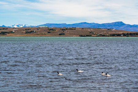 Black-necked Swan Adults swimming on pond with reeds in background of Patagoniaの写真素材