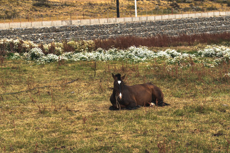 Horse Resting in the Grass From Patagonia Argentinaの写真素材