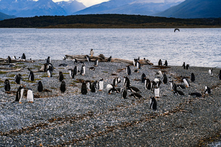 Island of Penguins in the Beagle Channel, Ushuaia, Argentina