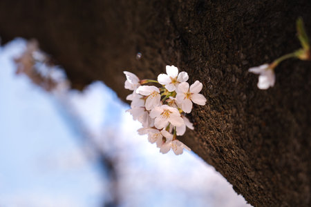 Cherry Blossom at Bomun lake park, Gyeongju city, South Koreaの写真素材