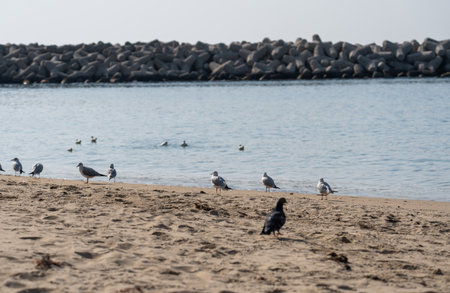 Pigeons walking on the beach Haeundae Busan, South Koreaの写真素材