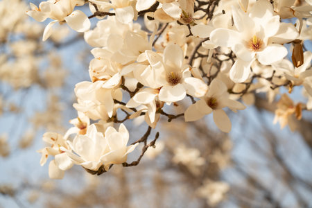 Yulan magnolia flowers are in bloom under the blue sky, South Koreaの写真素材