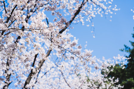 Cherry Blossom at Bomun lake park, Gyeongju city, South Koreaの写真素材