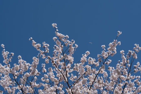 Cherry Blossom at Bomun lake park, Gyeongju city, South Koreaの写真素材