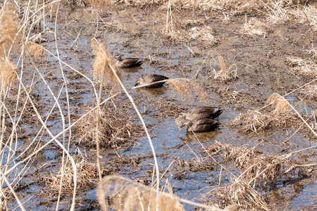 Wild ducks at pond at Bomun, Gyeongju, South Koreaの写真素材