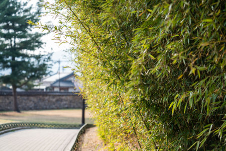 A Bamboo Garden with a Wooden Walkway, Gyeongju, South Koreaの写真素材