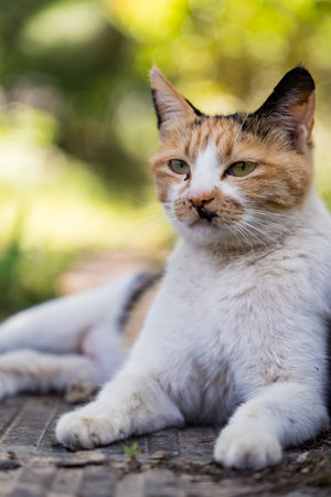 The wild cat lies on the ground and looks into the cameraの写真素材