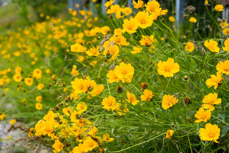 Yellow chrysanthemums daisy flower background pattern bloomの写真素材