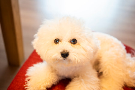Cute white dog of the Bichon Frize breedの写真素材