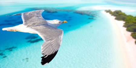 Seagull flying above seacoast. Aerial view background with copy space.の写真素材